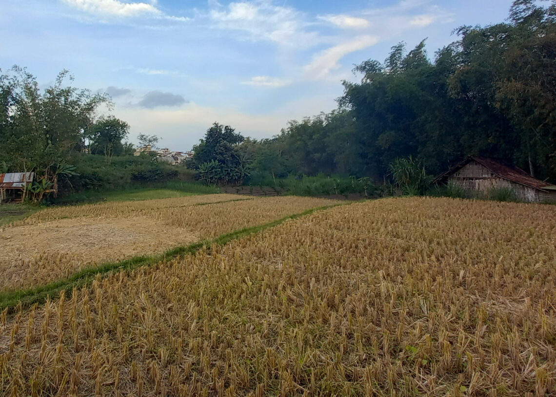 penghasil padi di Jawa Timur