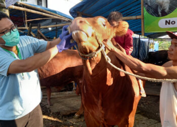 Pemeriksaan Hewan Kurban Kota Malang