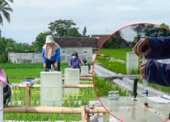 Beras Biofortifikasi untuk Perkuat Gizi Masyarakat