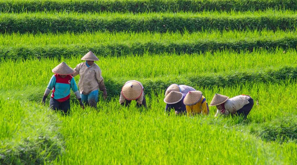penghasil padi di Jawa Timur