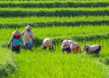 penghasil padi di Jawa Timur
