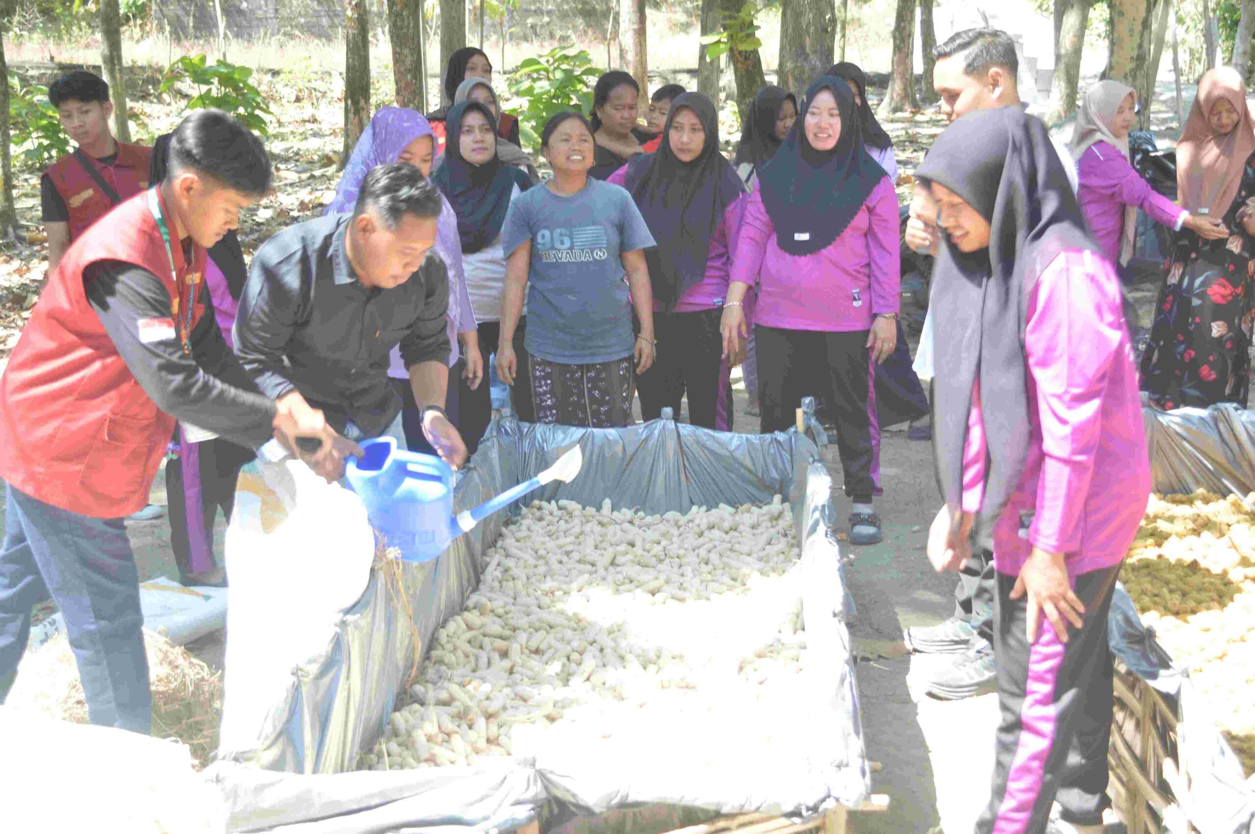 Pelatihan budidaya jamur janggel di Desa Bareng
