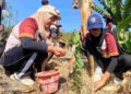 Agroforestry Desa Kedungsari