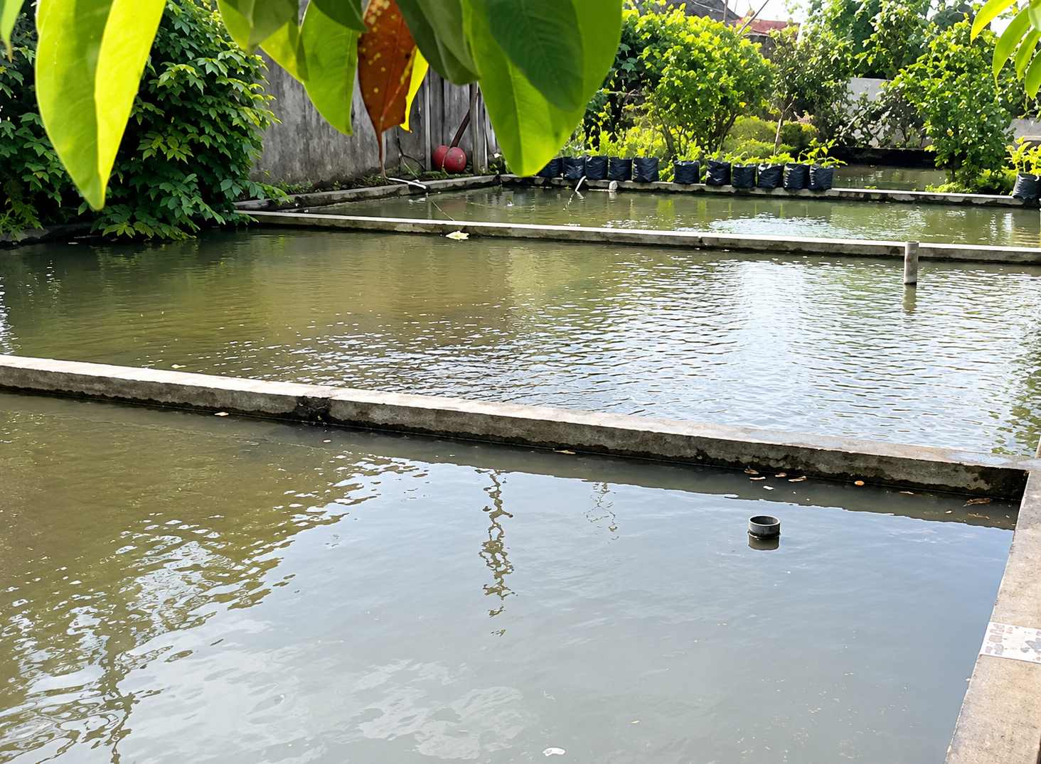 Kolam Pancing dan Kolam Renang Sumber Lawu
